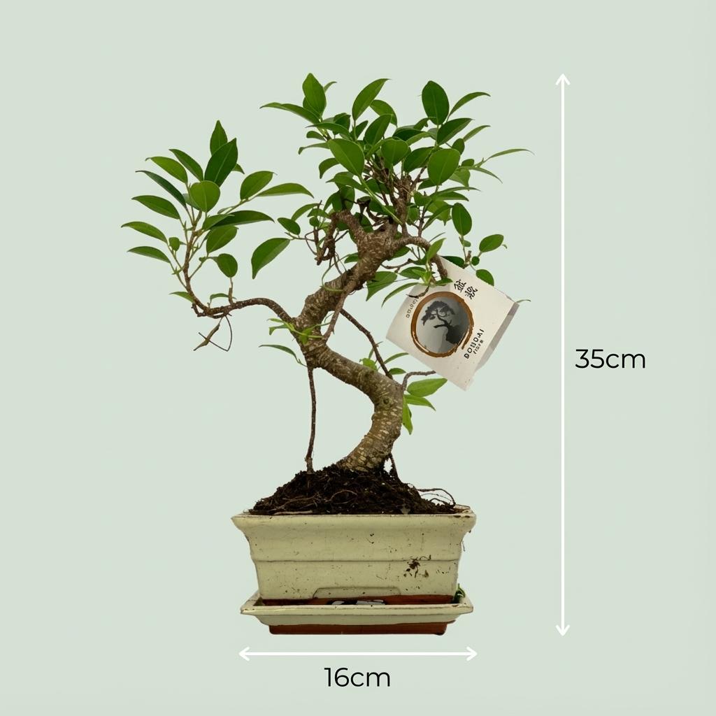 Bonsai S-shaped Tree - Ø 15 cm - Height: 30-35 cm (ceramic mix)