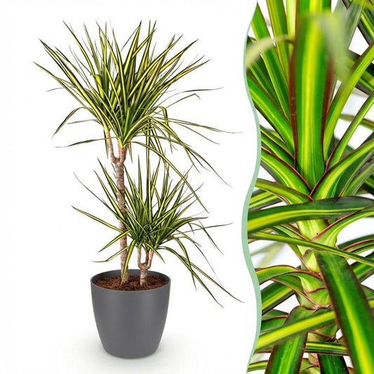 Green boutiQ - Houseplants - Dracaena Sunray - Dragon Blood Tree - Low maintenance - Green - yellow - 1 Plant - with Potter Grey - Pot 21cm - Height 90-100cm