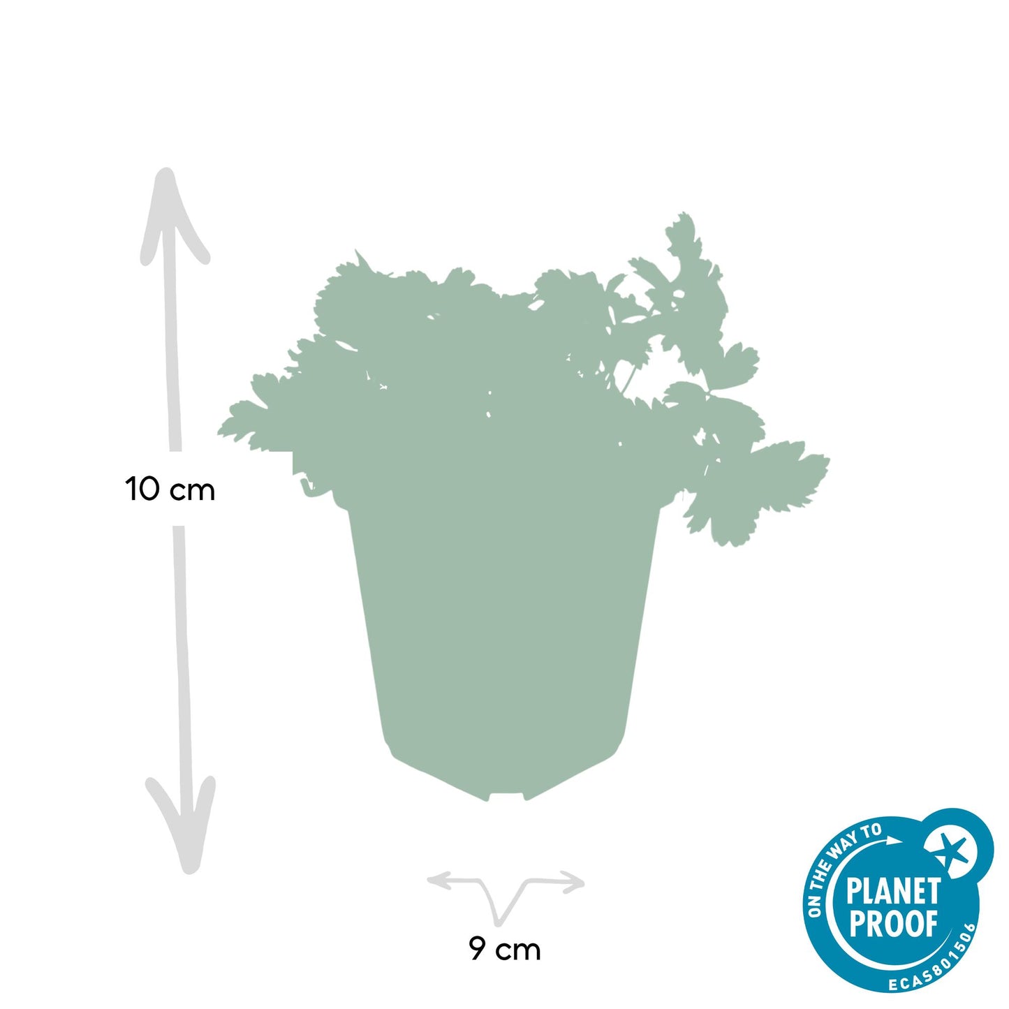 48x Waldsteinia ternata - ↕10-25cm - Ø9cm