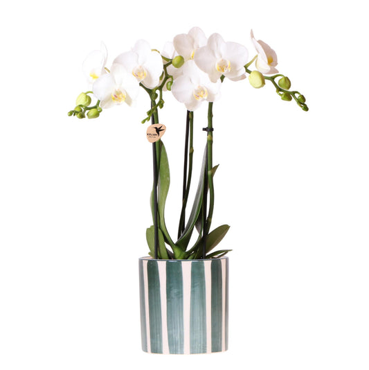 Orchidee colibrì | Orchidea Phalaenopsis bianca Amabilis + Painted Stripe vaso verde - dimensioni vaso Ø9cm | pianta da appartamento fiorita - fresca dal coltivatore