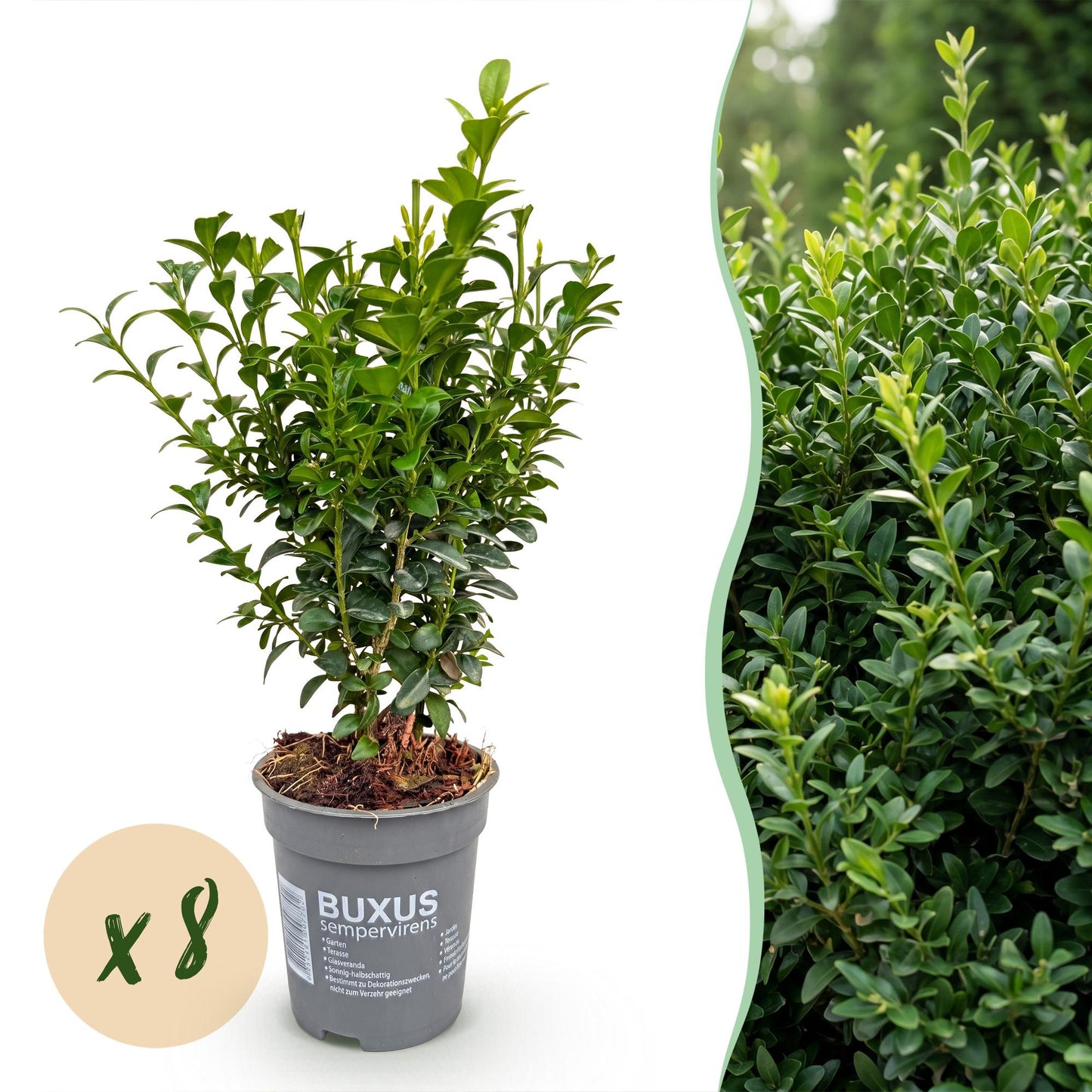 Green boutiQ - 8x Common Boxwood - Palm Tree - Hedge Plants - Evergreen - Green - Pot 9cm - Height 20-25cm