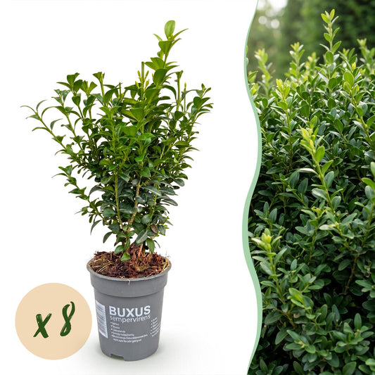 Green boutiQ - 8x Buxus sempervirens - Palm Tree - Hedge Plants - Evergreen - Green - Pot 9cm - Height 20-25cm