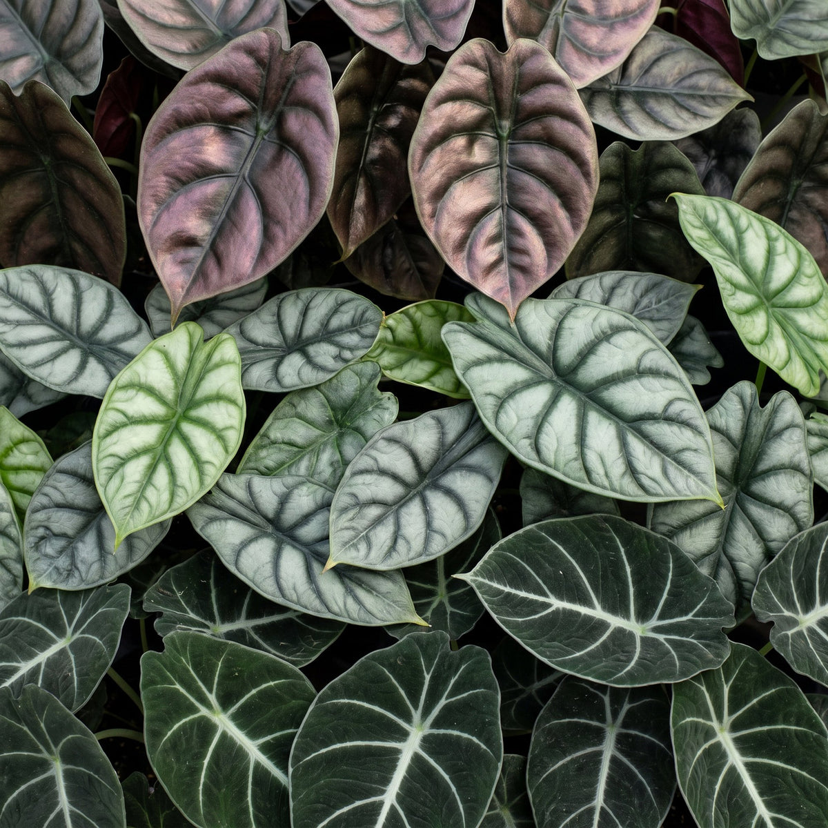 3x Baby Alocasia Tricolour - Rood - Groen - Zwart - Tropisch - Ø6cm - ↕12cm