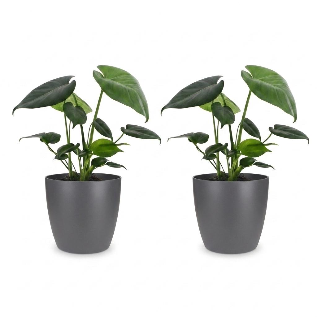 Monstera Deliciosa - Gatenplant - 2 Planten - met Potter Grijs - Pot 12cm - Hoogte 30cm