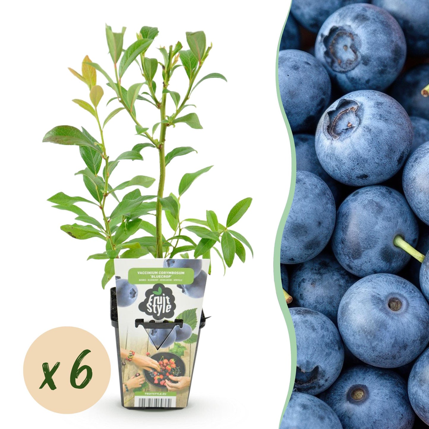 Fruit Plants - Blueberry - Vaccinium corymbosum Bluegold - Hardy - 6 Plants - Pot 9 cm - Blueberry