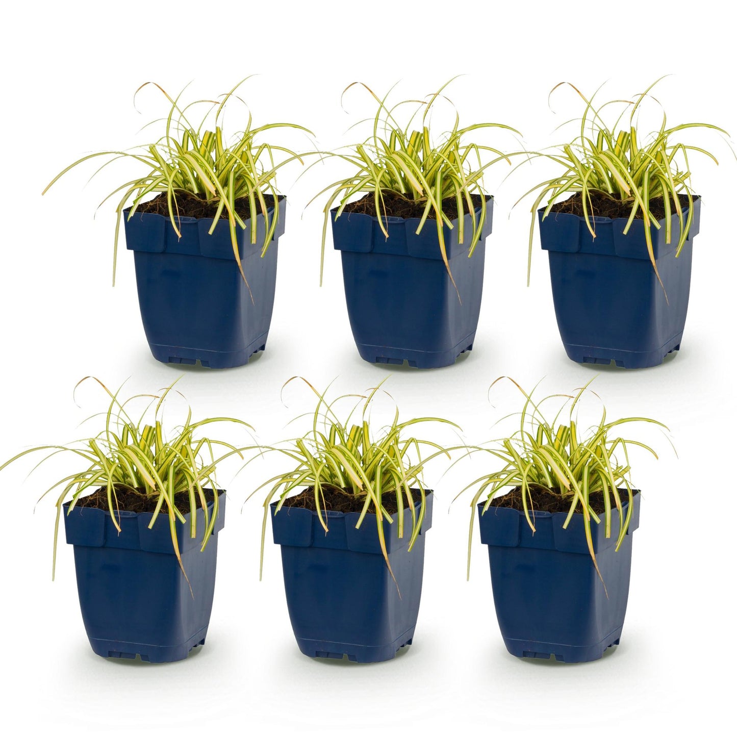 Graminacee - Carex oshimensis Evergold - Carice giapponese - Sempreverde - Giallo-verde - 6 Piante - Vaso 11cm - Altezza 15-25cm