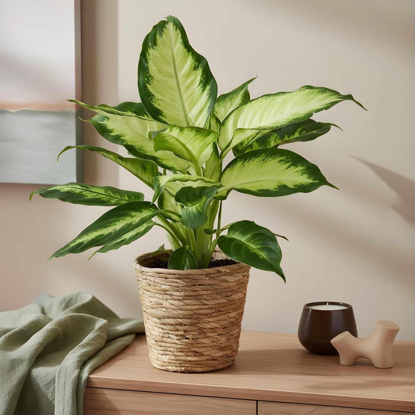 Green BoutiQ - Green is... Houseplants - Diefenbachia Camilla - Dieffenbachia - Low maintenance - with basket - Green - 2 Plants - Pot 17cm - Height 45-50cm