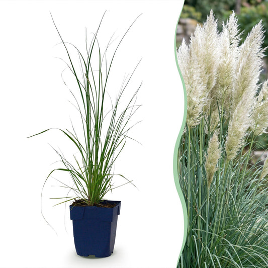 Grasses - Cortaderia sell. Pumila - Dwarf Pampas Grass - With Plume - Grey - 6 Plants - Pot 11cm - Height 15-25cm