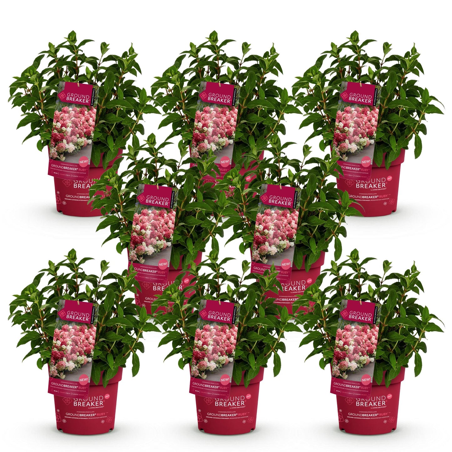 Green boutiQ - Pianta da Giardino - Hydrangea paniculata Groundbreaker Ruby - Ortensia Paniculata - Resistente al freddo - Rossa - 8 Piante - Vaso 14cm - Altezza 20-25cm