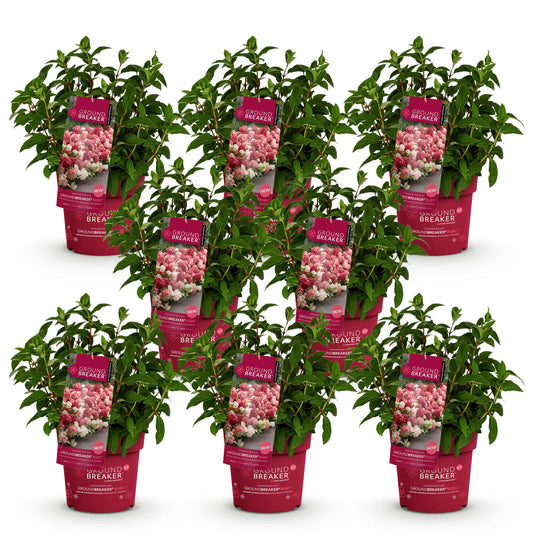 Green boutiQ - Garden Plant - Hydrangea panniculata Groundbreaker Ruby - Panicle Hydrangea - Hardy - Red - 8 Plants - Pot 14cm - Height 20-25cm