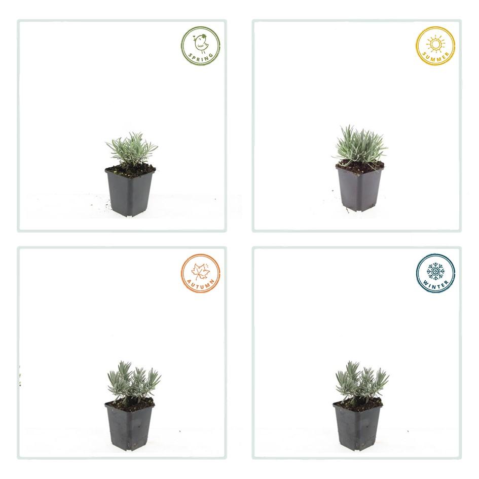 60x Lavandula int. 'Edelweiss' - ↕10-25cm - Ø9cm