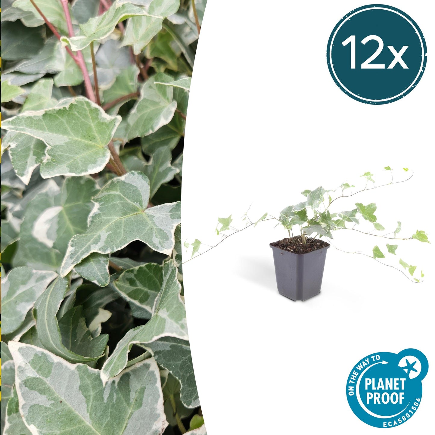 12x Common Ivy 'Glacier' - ↕10-25cm - Ø9cm