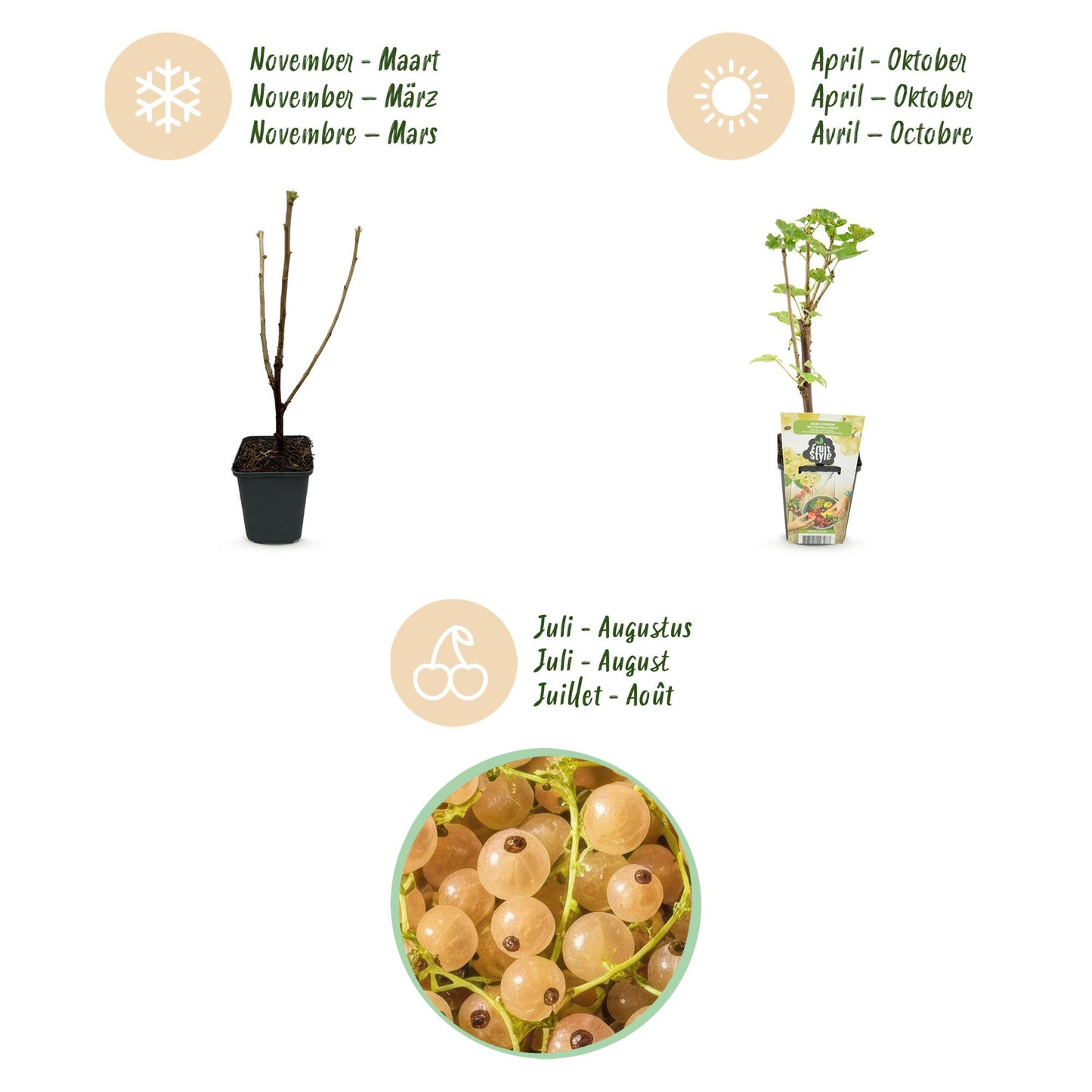Fruitplanten - Wiite Bes - Ribes rubrum Witte Hollander - Winterhard - 6 Planten - Pot 9 cm - Witte Bes