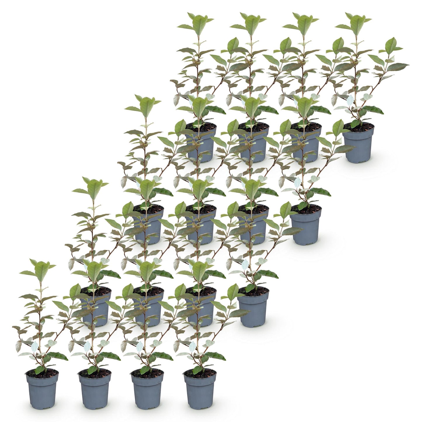Green boutiQ - 16x Eleagnus ebbingei Compacta - Olive Willow - Hedge Plants - Evergreen - Gray - Pot 9cm - Height 25-35cm