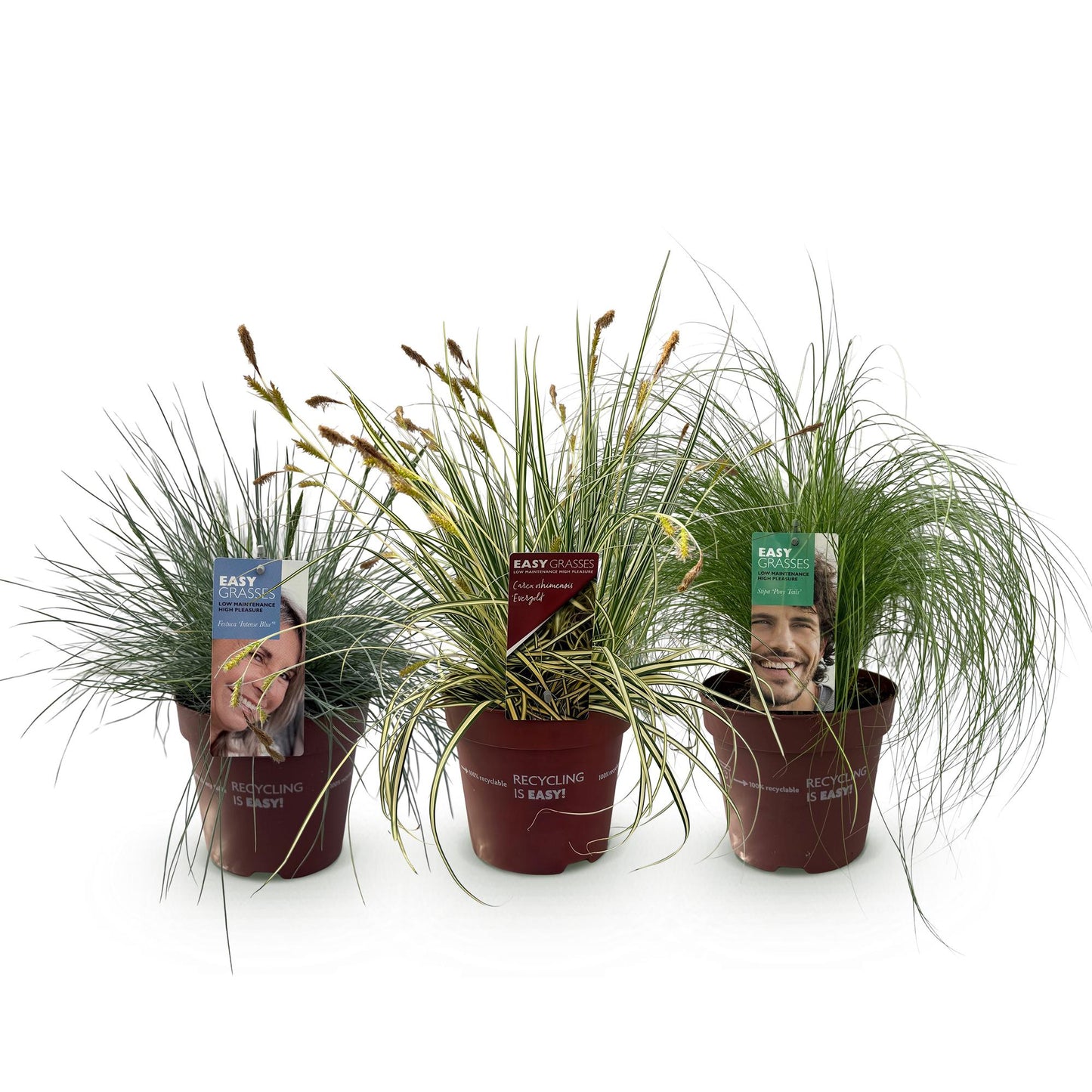 Green boutiQ - Ornamental Grasses - 3 Plants - Blue - Yellow - Green - Evergreen - Winter Hardy - Pot 17cm Height 50cm