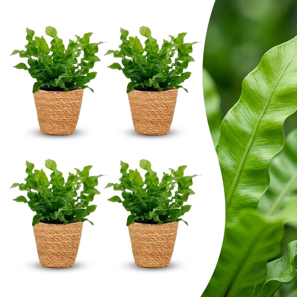 Green boutiQ - Asplenium Crispy Wave - Crispy Wave Fern - 4 Plants - with Basket - Pot 12cm - Height - 30cm