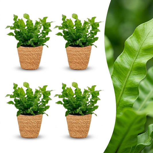 Green boutiQ - Asplenium Crispy Wave - Crispy Wave Fern - 4 Plants - with Basket - Pot 12cm - Height - 30cm