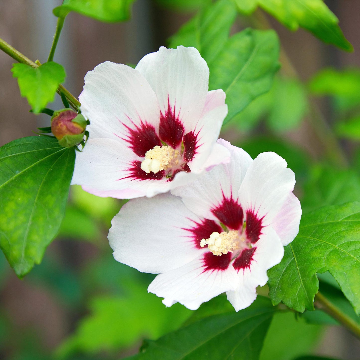 Green boutiQ - Plante de jardin - Hibiscus syriacus Hamabo - Hibiscus de jardin - Rustique - Blanc - Rose - 3 Plantes - Pot de 17cm - Hauteur de 45cm