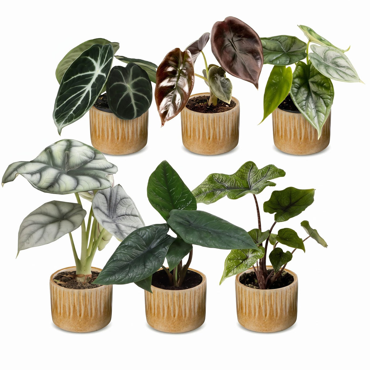 6x Baby Alocasia Familie - Rood - Groen - Zwart - Zilver - Grijs - Tropisch - incl. Linnea Honey - Ø6cm - ↕12cm
