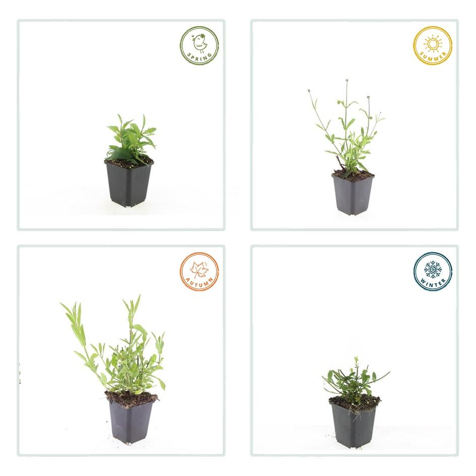 6x Verbena voucher. 'Lollipop' - ↕10-25cm - Ø9cm