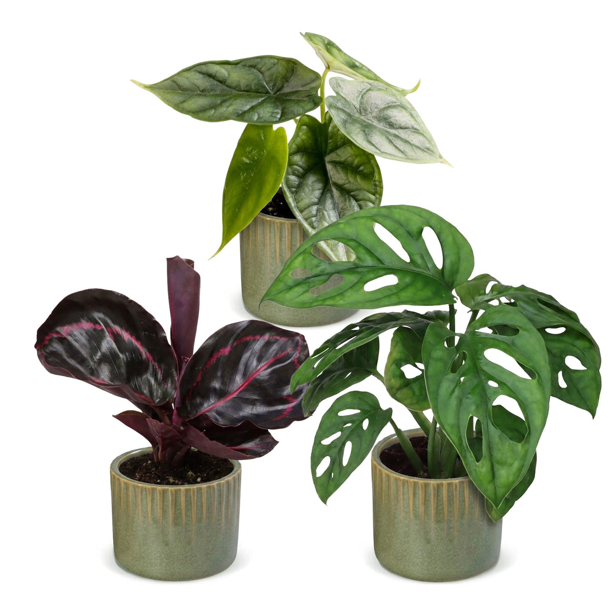 3x Baby Jungle Mix - Assorted - Tropical - incl. Linnea Olive - Ø6cm - ↕10-15cm