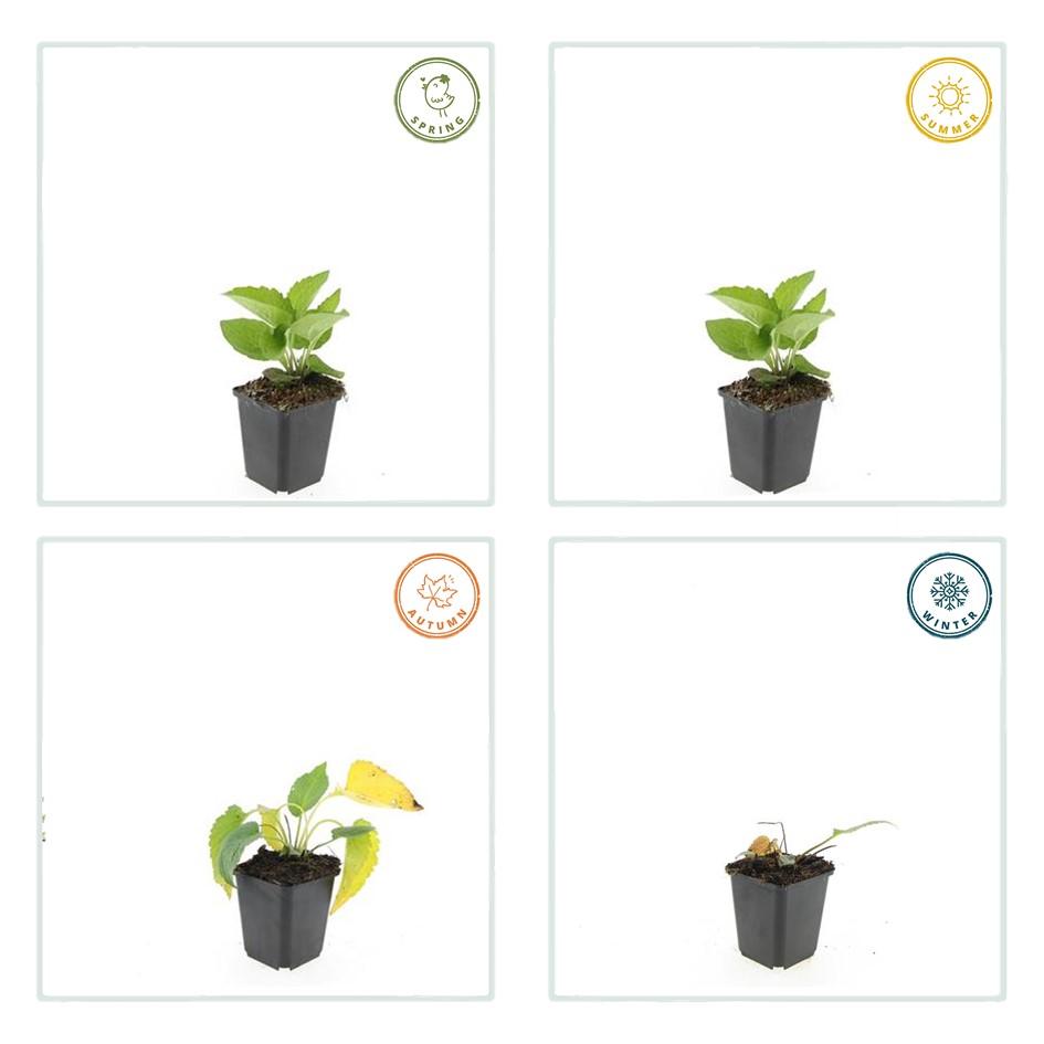 60x Rudbeckia fulgida 'Goldsturm' - ↕10-25cm - Ø9cm