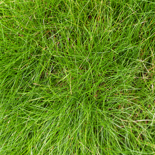 60x Festuca gautieri - ↕10-25cm - Ø9cm