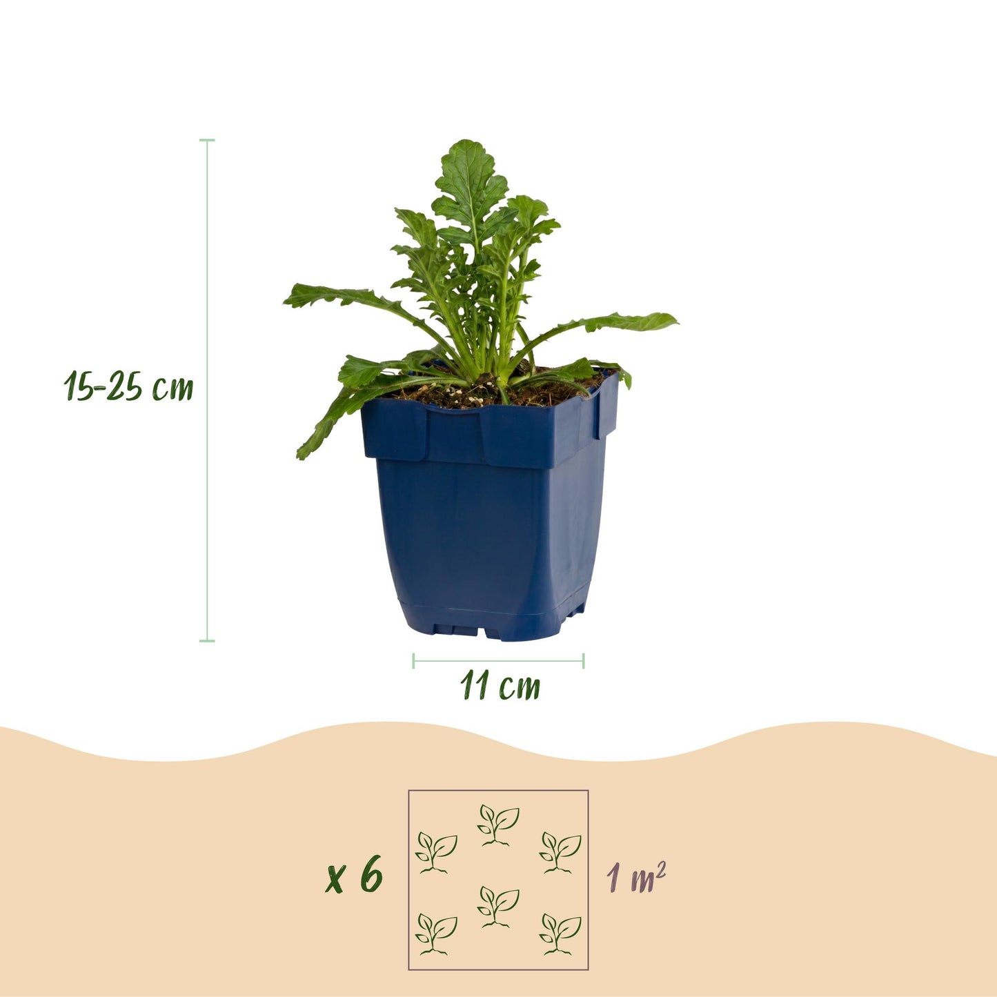 Vasteplant - Scabiosa col. Butterfly Blue - Duifkruid - Bijen en Vlinderlokkers - Paars - 1 Plant - Pot 11cm - Hoogte 15-25cm