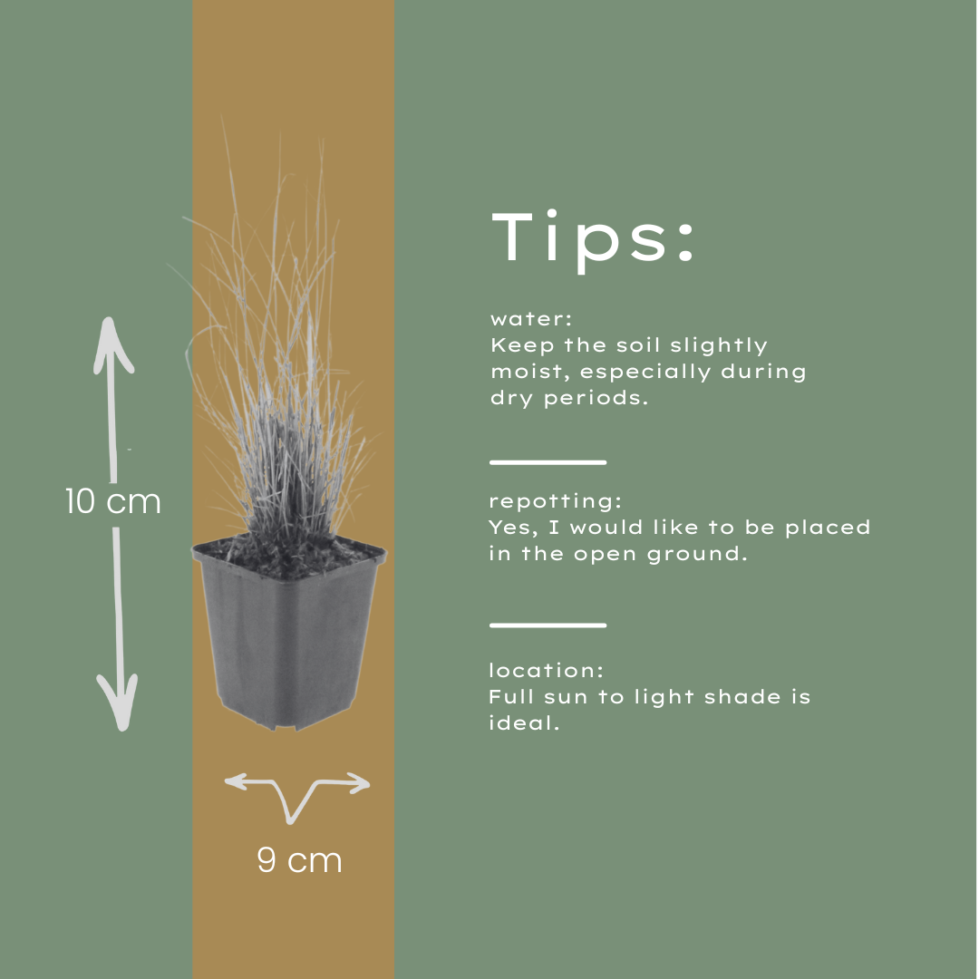6x Calamagrostis brachytricha - ↕10-25cm - Ø9cm