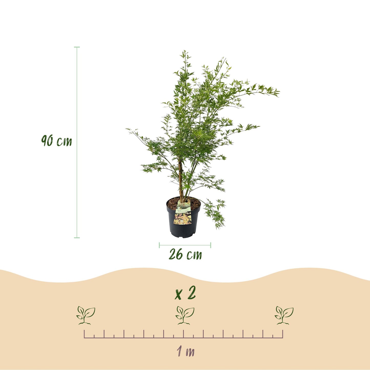 Garden plant - Acer palmatum Methamorphosa - Japanese Maple - Deciduous - Green - Orange - 1 - Pot 26cm - Height 90cm