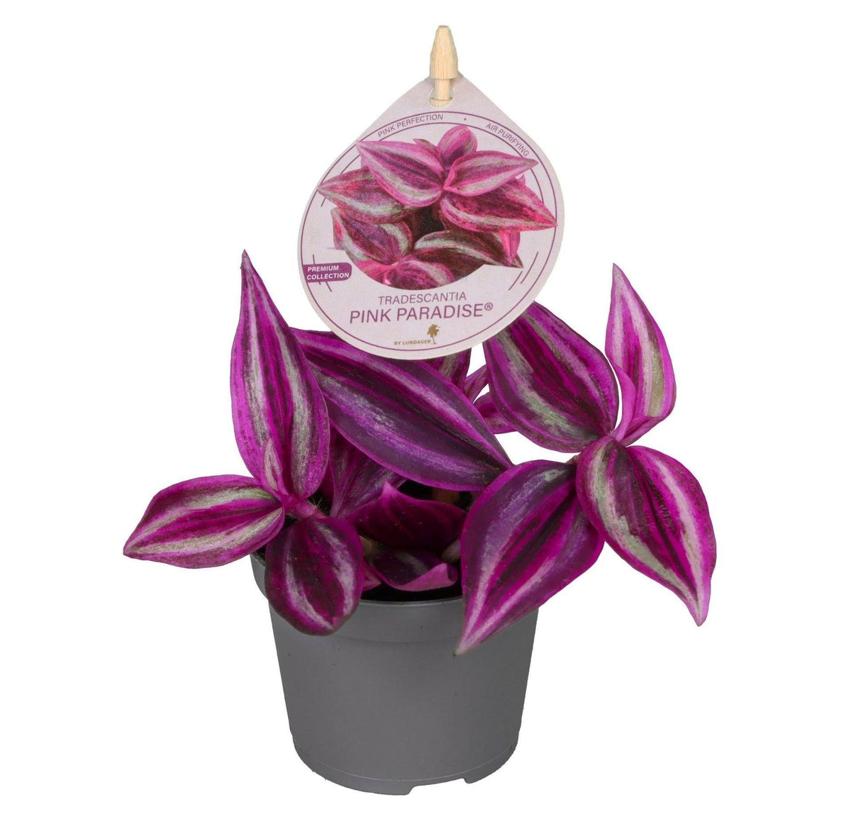 Tradescantia Pink Paradise® - Tradescantia Pink Paradise® - Paars - Roze - Tropisch - Ø6cm - ↕5cm