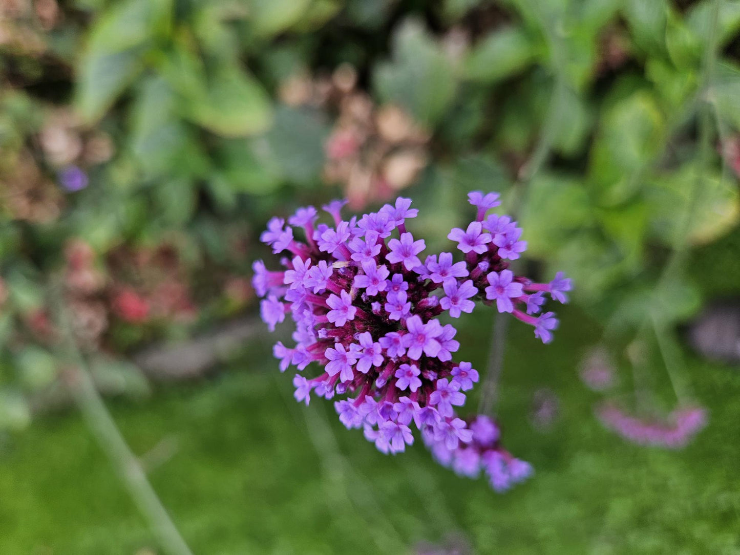 6x Verbena voucher. 'Lollipop' - ↕10-25cm - Ø9cm