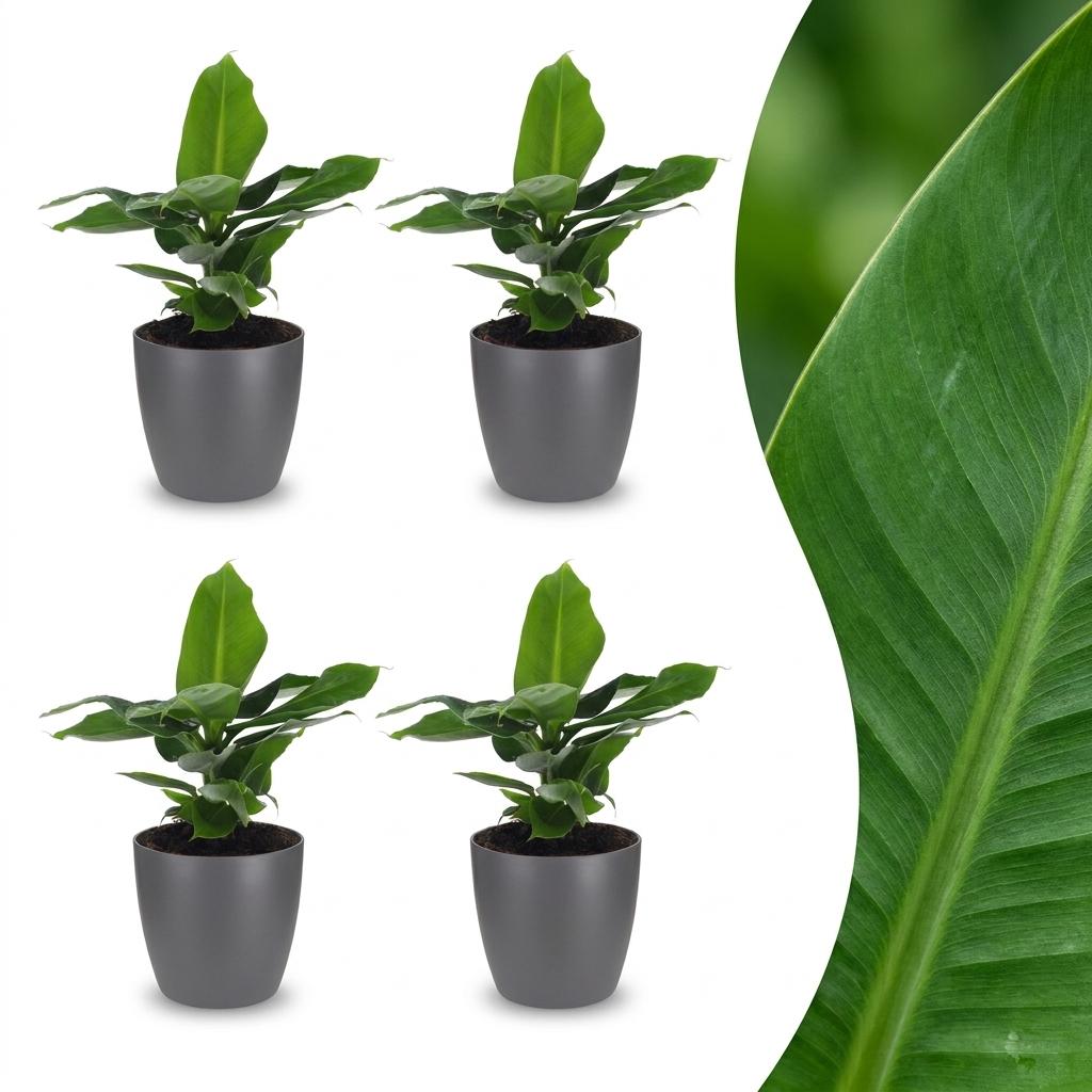 Green boutiQ - Musa Oriental Dwarf - Oriental Dwarf Banana - 4 Plants - with Grey Pot - Pot 12cm - Height 30cm