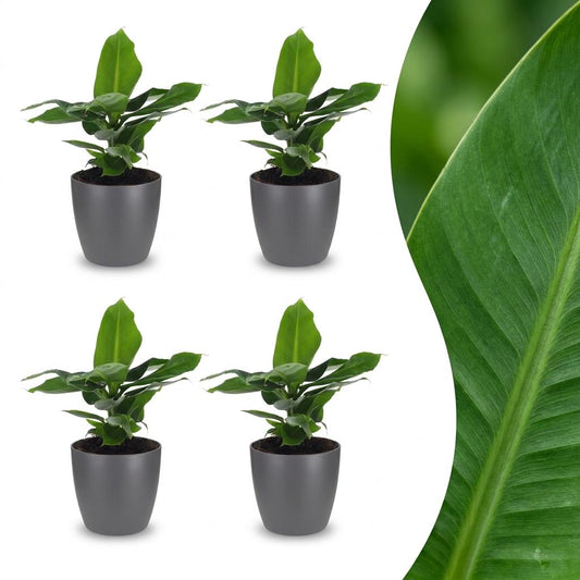 Green boutiQ - Musa Oriental Dwarf - Oriental Dwarf Banana - 4 Plants - with Grey Pot - Pot 12cm - Height 30cm