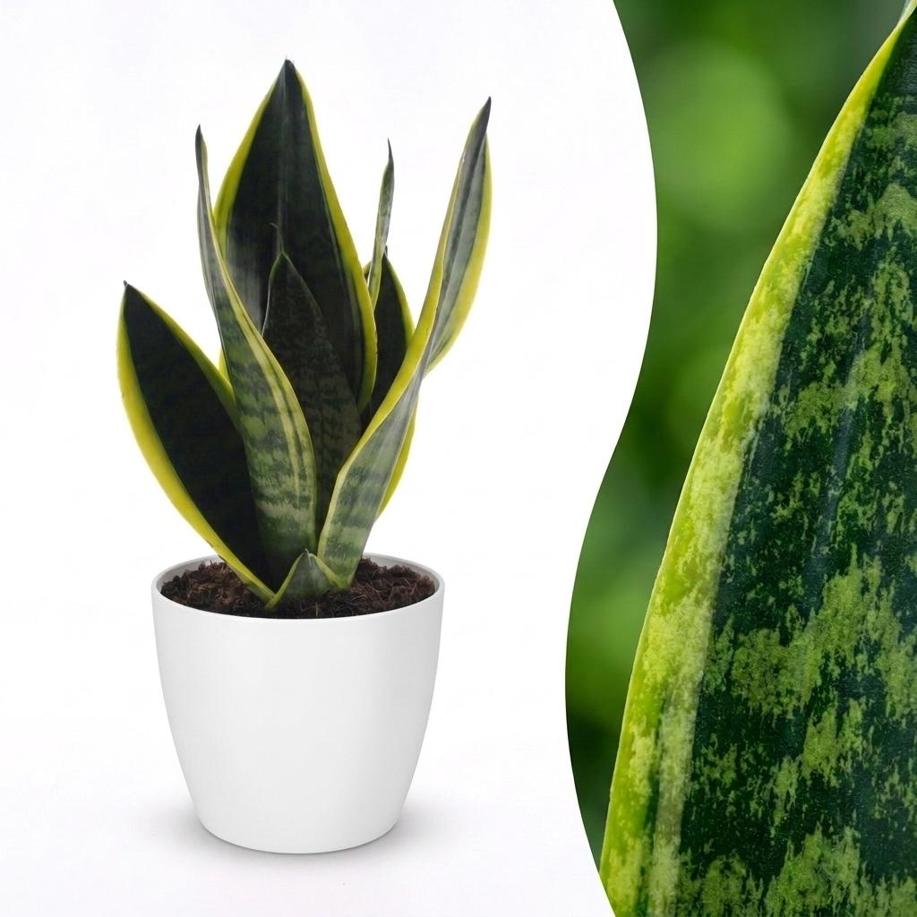 Sansevieria Future Superb - Lingua di Suocera - 1 Pianta - con Vaso Bianco - Vaso 12cm - Altezza - 35cm