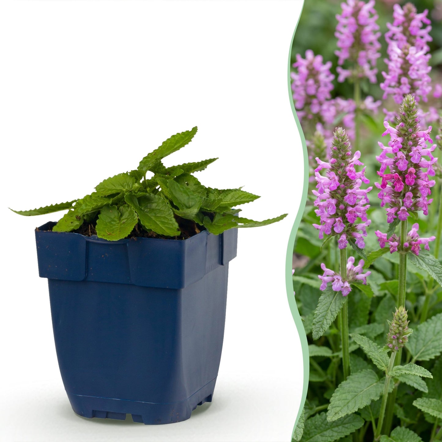 Perennial - Stachys off. Ukkie - Lamb's Ear - Rockery Plants - Pink - 24 Plants - Pot 11cm - Height 15-25cm
