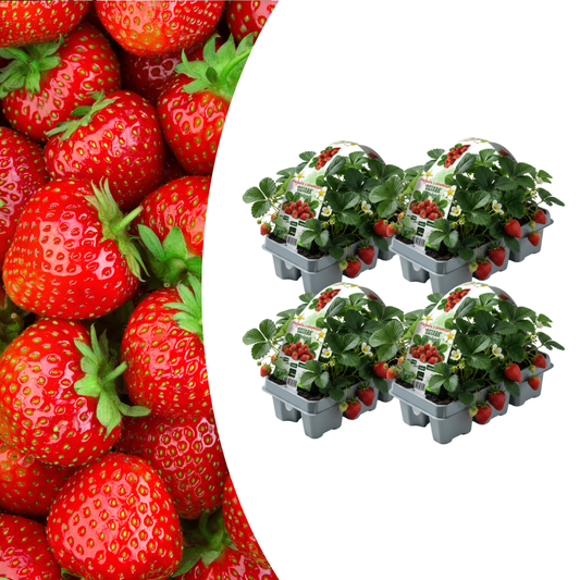 Aardbeien 6 pack (Fragaria) 100% biologisch