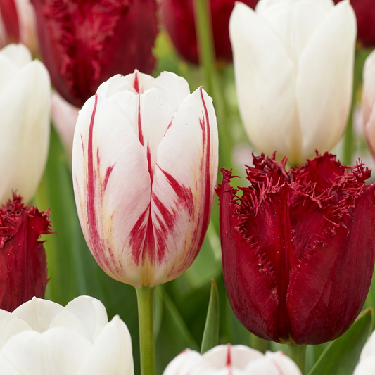 120x Tulipa Dutch Design - Tulip Dutch Design - Pink and White - Spring Bloomer - Bulb size 11/12