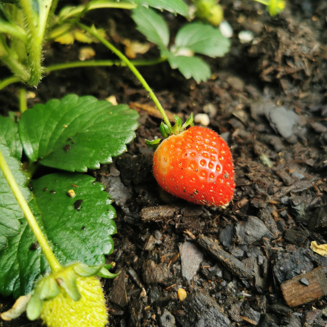 Strawberries 6-pack (Fragaria) 100% organic