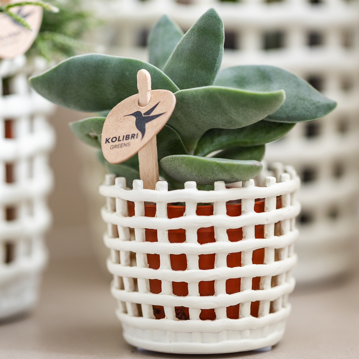 Kolibri Company | Plantenset Mesh White | Roze Niagara Falls orchidee 12 cm + groene planten incl. sierpotten – vers van de kweker