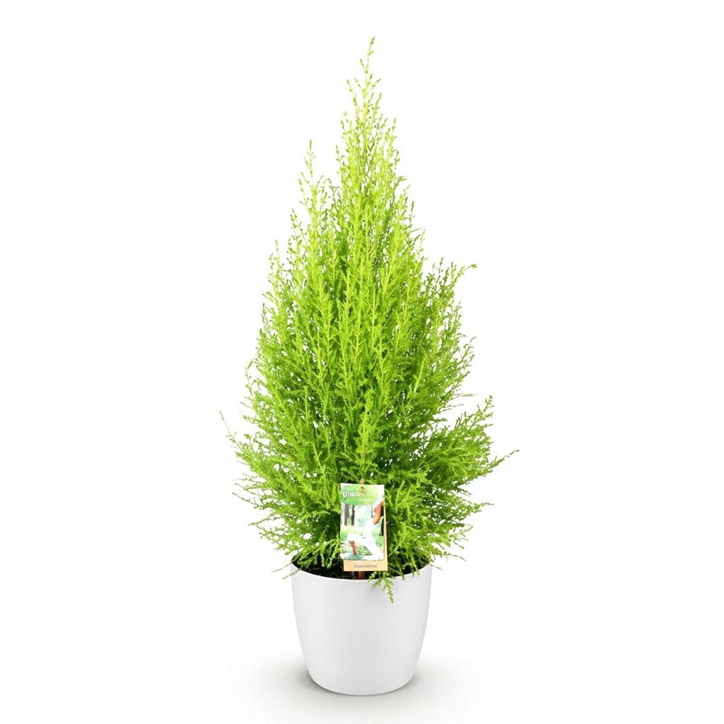Green boutiQ - Houseplants - Cupressus Gold Crest Wilma - House conifer - Low maintenance - Green - 1 Plant - with Potter White - Pot 21cm - Height 85-95cm