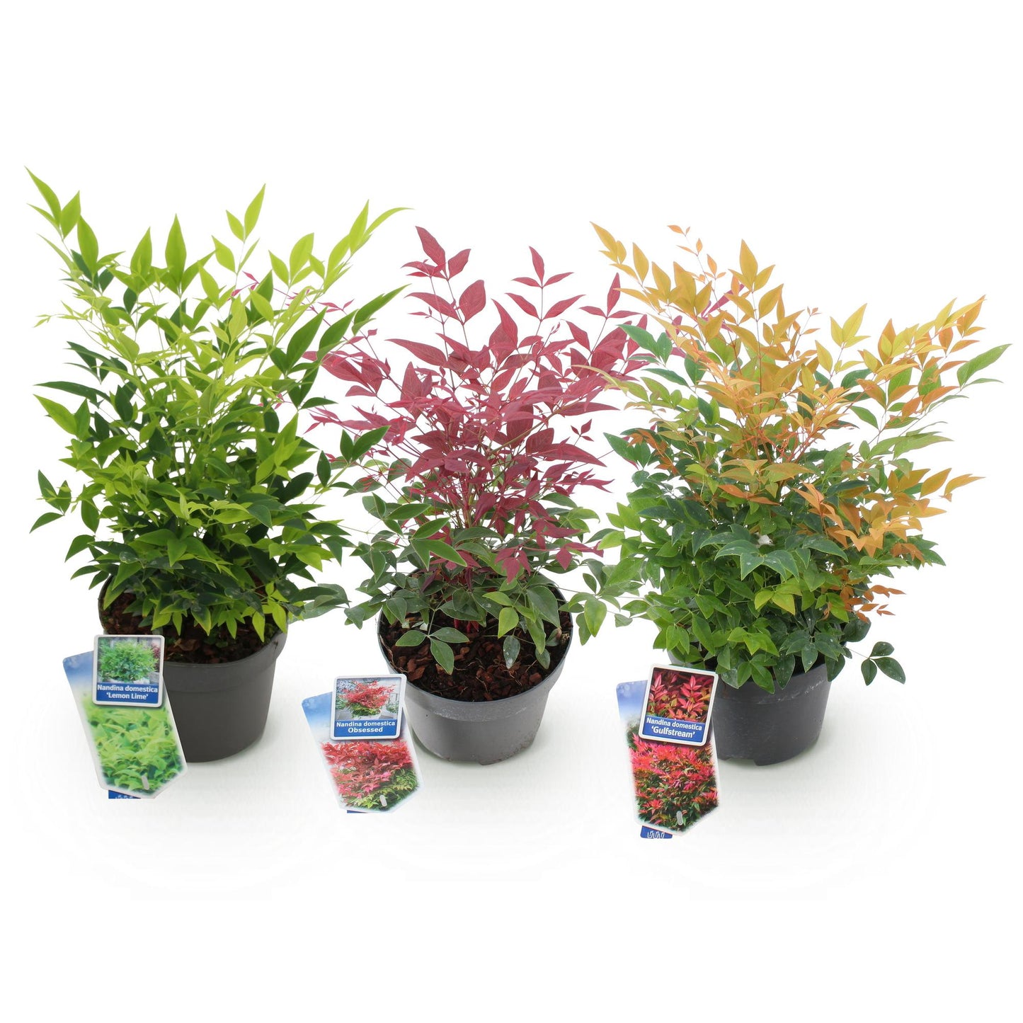 Green boutiQ - Pianta da giardino - Nandina tricolore - Giallo, rosso e arancione - 3 piante - Sempreverde - Bassa manutenzione - Vaso 17 cm Altezza 45 cm