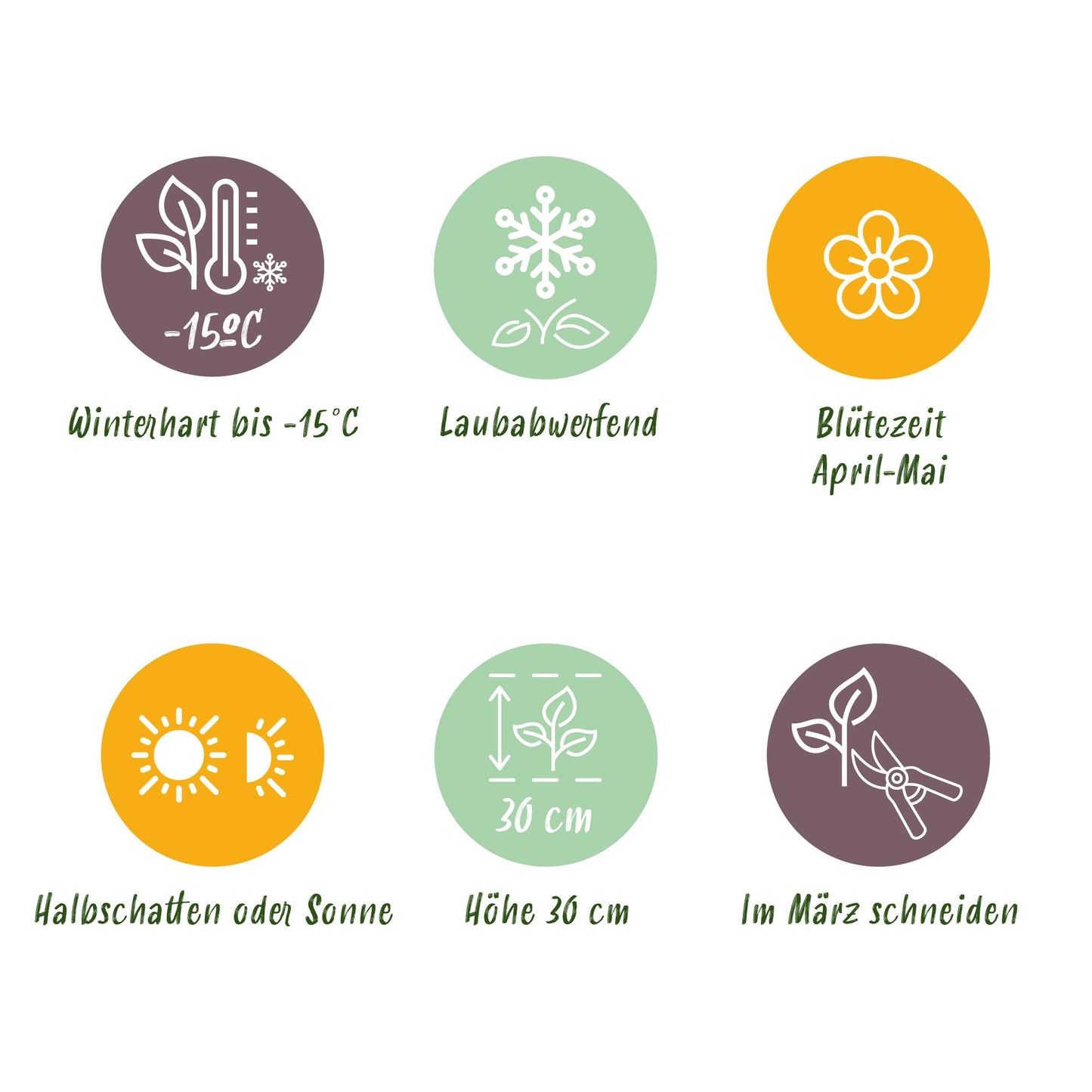 Perennial - Isotoma fluviatilis - Blue Star Creeper - Rock Plants - Light Blue - 24 Plants - Pot 11cm - Height 15-25cm