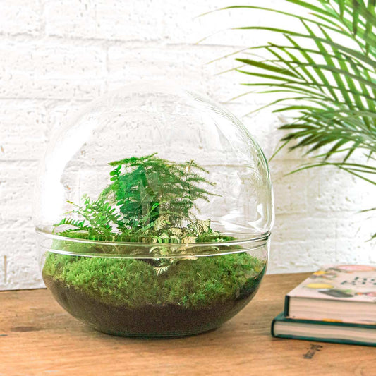 DIY Plant terrarium two-piece glass dome - Dome XL -Ø 28 cm ↑ 28 cm - Rake + Shovel + Tweezer + Scissors