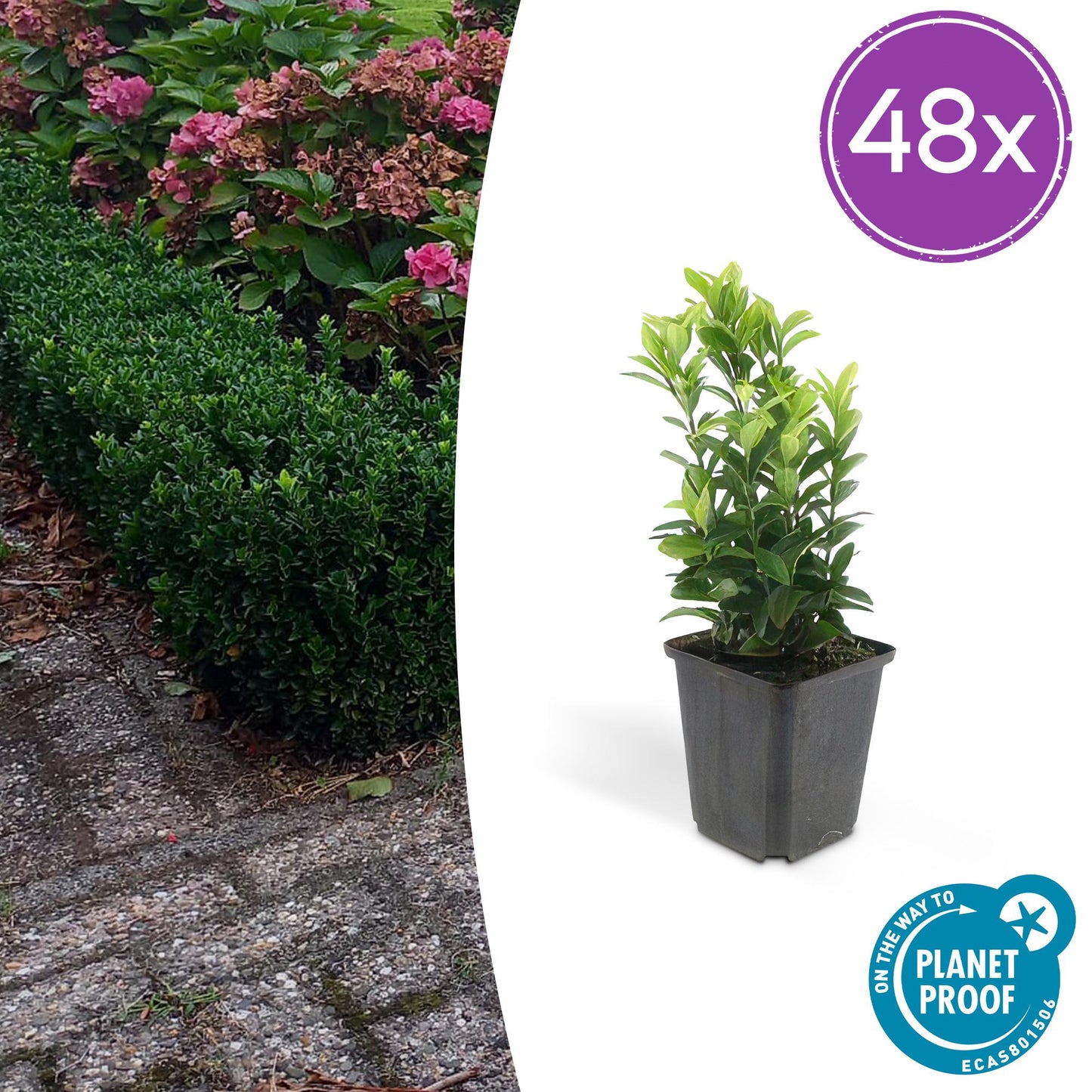 48x Euonymus jap. Green Spire - ↕10-25cm - Ø9cm