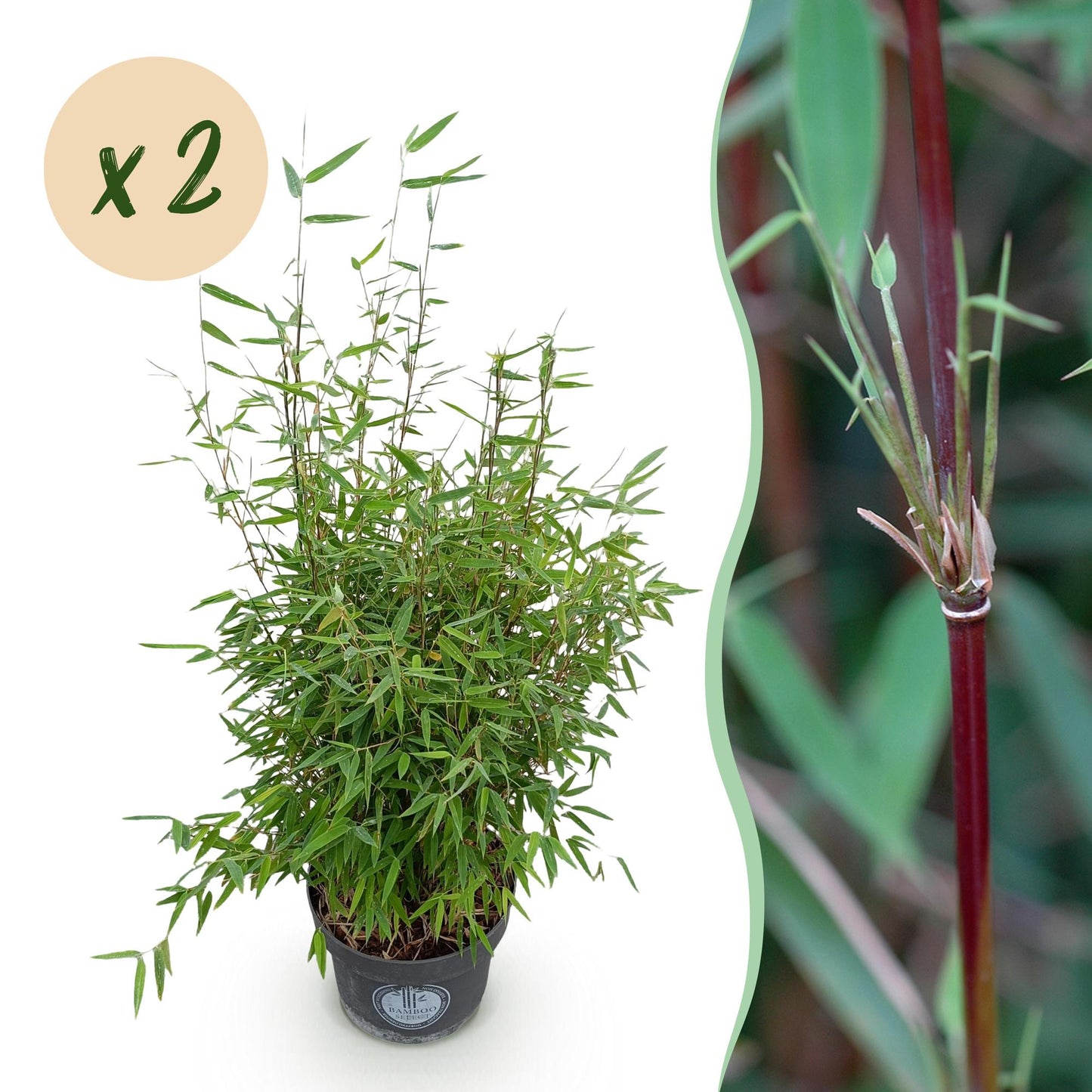 Grasses - Fargesia nitida Red Dragon - Non-invasive Bamboo - Evergreen - Green - 2 Plants - Pot 23 cm - Height 80 cm