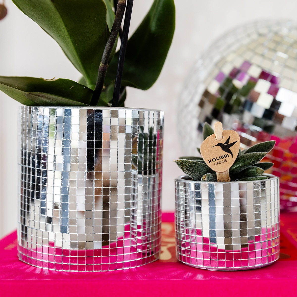Kolibri Company | Disco Plant Set | Purple Vienna Orchid Ø9cm + Succulent incl. ceramic decorative pots