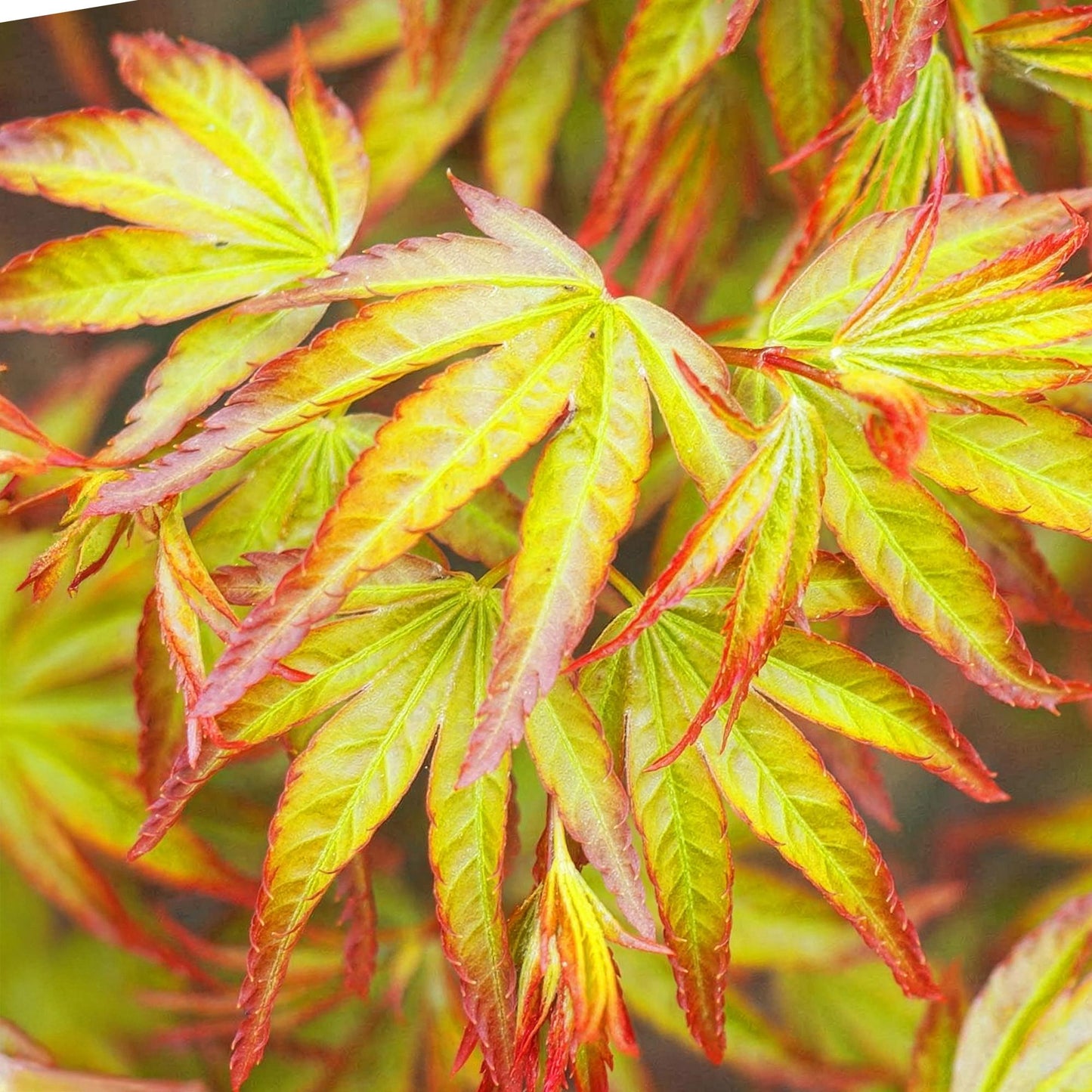 Green boutiQ - Garden Plant - Acer palmatum Little Princess - Green - 3 Plants - Deciduous - Low Maintenance - Pot 12cm Height 35cm