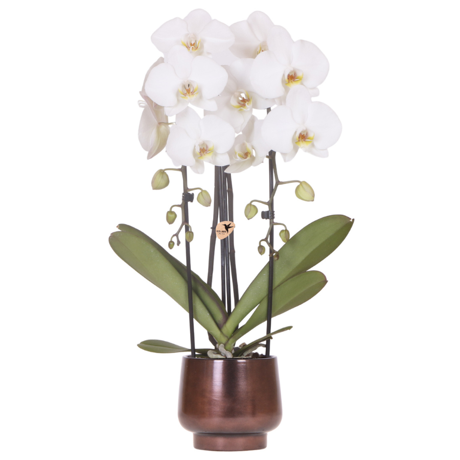 Hummingbird Orchids | Scandic Copper pot Ø12cm with white Niagara Falls orchid – fresh from the grower