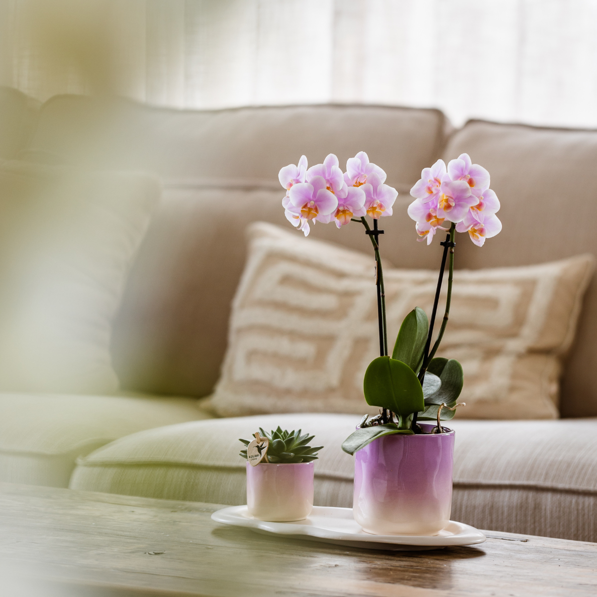 Kolibri Company | Set di piante San Valentino 'Gradience Pink' | Orchidea Phalaenopsis viola Vienna e succulenta incl. vasi decorativi in ceramica